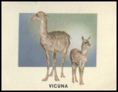 149 Vicuna